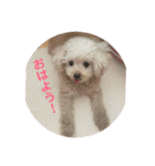 保護っ子 トイプードルのパール②（個別スタンプ：5）