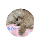 保護っ子 トイプードルのパール②（個別スタンプ：6）