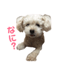 保護っ子 トイプードルのパール②（個別スタンプ：19）