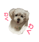 保護っ子 トイプードルのパール②（個別スタンプ：27）