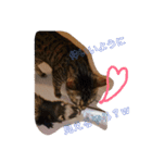 猫の日常～たまに関西弁～（個別スタンプ：2）