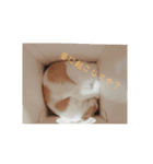 猫の日常～たまに関西弁～（個別スタンプ：3）