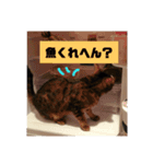 猫の日常～たまに関西弁～（個別スタンプ：4）