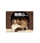 猫の日常～たまに関西弁～（個別スタンプ：5）