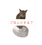 猫の日常～たまに関西弁～（個別スタンプ：6）