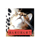 猫の日常～たまに関西弁～（個別スタンプ：8）