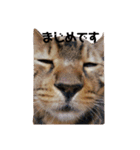 猫の日常～たまに関西弁～（個別スタンプ：10）