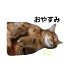 猫の日常～たまに関西弁～（個別スタンプ：12）
