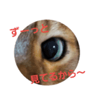 猫の日常～たまに関西弁～（個別スタンプ：13）