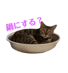猫の日常～たまに関西弁～（個別スタンプ：14）