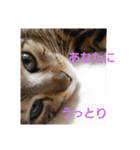 猫の日常～たまに関西弁～（個別スタンプ：16）