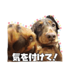 レオスタンプ第二弾（個別スタンプ：13）