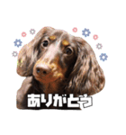 レオスタンプ第二弾（個別スタンプ：15）