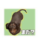 レオスタンプ第二弾（個別スタンプ：17）
