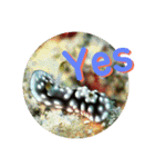 可愛いウミウシたちとの日常会話（個別スタンプ：4）