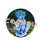 可愛いウミウシたちとの日常会話（個別スタンプ：6）