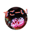 可愛いウミウシたちとの日常会話（個別スタンプ：16）