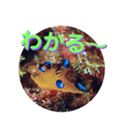 可愛いウミウシたちとの日常会話（個別スタンプ：17）