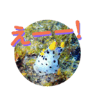 可愛いウミウシたちとの日常会話（個別スタンプ：23）