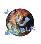 可愛いウミウシたちとの日常会話（個別スタンプ：29）