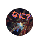 可愛いウミウシたちとの日常会話（個別スタンプ：40）