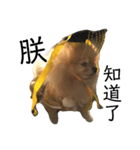 犬の日常（中国へいか）（個別スタンプ：6）