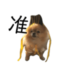 犬の日常（中国へいか）（個別スタンプ：7）