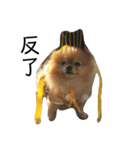犬の日常（中国へいか）（個別スタンプ：9）
