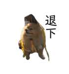 犬の日常（中国へいか）（個別スタンプ：10）