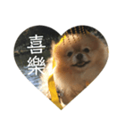 犬の日常（中国へいか）（個別スタンプ：14）