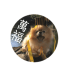 犬の日常（中国へいか）（個別スタンプ：15）