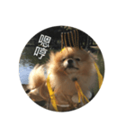 犬の日常（中国へいか）（個別スタンプ：16）
