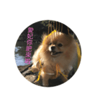 犬の日常（中国へいか）（個別スタンプ：17）