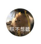 犬の日常（中国へいか）（個別スタンプ：19）