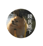犬の日常（中国へいか）（個別スタンプ：20）
