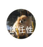 犬の日常（中国へいか）（個別スタンプ：21）