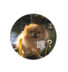 犬の日常（中国へいか）（個別スタンプ：22）