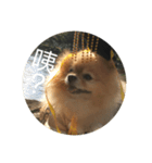 犬の日常（中国へいか）（個別スタンプ：23）