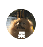 犬の日常（中国へいか）（個別スタンプ：24）