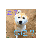 家族の軌跡 九 空（個別スタンプ：2）