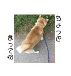 家族の軌跡 九 空（個別スタンプ：21）