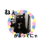黒猫 ブラウニー ねこ cat 第2弾（個別スタンプ：1）
