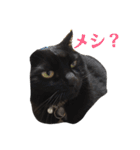 黒猫 ブラウニー ねこ cat 第2弾（個別スタンプ：2）