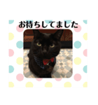 黒猫 ブラウニー ねこ cat 第2弾（個別スタンプ：5）