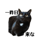 黒猫 ブラウニー ねこ cat 第2弾（個別スタンプ：8）