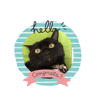 黒猫 ブラウニー ねこ cat 第2弾（個別スタンプ：13）