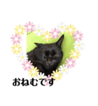 黒猫 ブラウニー ねこ cat 第2弾（個別スタンプ：14）