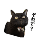 黒猫 ブラウニー ねこ cat 第2弾（個別スタンプ：15）
