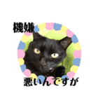 黒猫 ブラウニー ねこ cat 第2弾（個別スタンプ：16）
