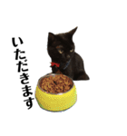 黒猫 ブラウニー ねこ cat 第2弾（個別スタンプ：17）